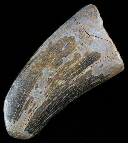 gorgosaurus tooth